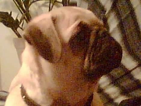 Mops Elmo billede 13