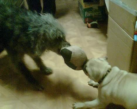 Mops Elmo billede 14