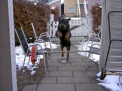 Rottweiler Balder - Aflivet. R.I.P! billede 19