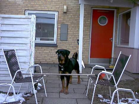 Rottweiler Balder - Aflivet. R.I.P! billede 20
