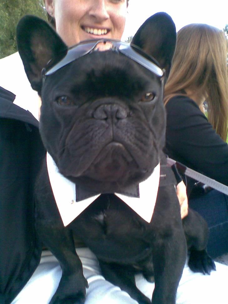 Fransk bulldog Adonis Kinibox [LOTUS] -  - Adonis (Lotus) Kinibox billede 1