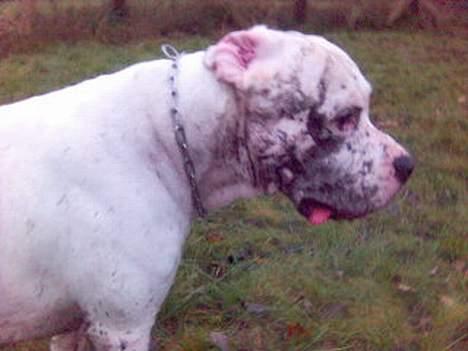 Dogo argentino Sultan  | billede 17