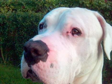 Dogo argentino Sultan  | billede 18