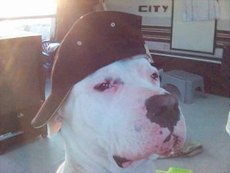 Dogo argentino Sultan  | billede 19