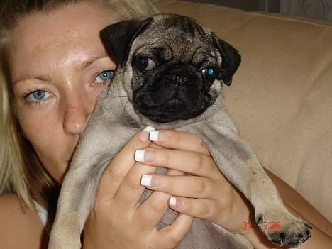 Mops Elvis - Det her var min storebror Tyson,som desværre kun blev 3 mrd ;o( billede 14