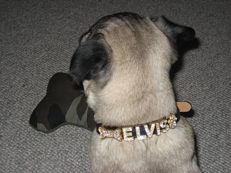 Mops Elvis - Hallooooo..-skal jeg ligne en Paris Hilton hund..... Hmmmmm billede 15