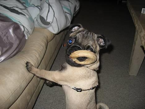 Mops Elvis - Jeg er 4 mrd nu,og stor nok til at have mine egne kødben..-må jeg komme op og spise det ? billede 16