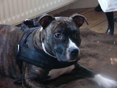 Staffordshire bull terrier Batman * R.I.P *  16/2-07 - Basse der ligger og slapper af, derhjemme billede 1