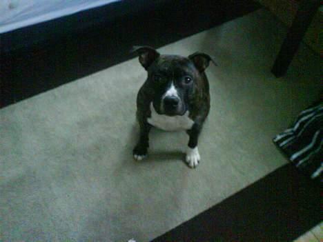 Staffordshire bull terrier Batman * R.I.P *  16/2-07 - Basse billede 2