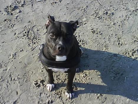 Amerikansk staffordshire terrier zinko #R.I.P# - zinko her hjemme:-) billede 1