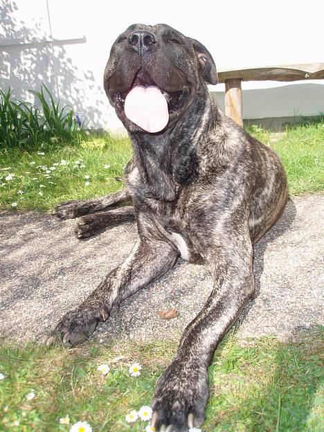 Dogo canario § Ricko § R.I.P MIN BEDSTE VEN! billede 18