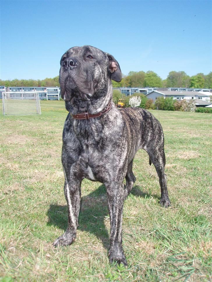 Dogo canario § Ricko § R.I.P MIN BEDSTE VEN! billede 19