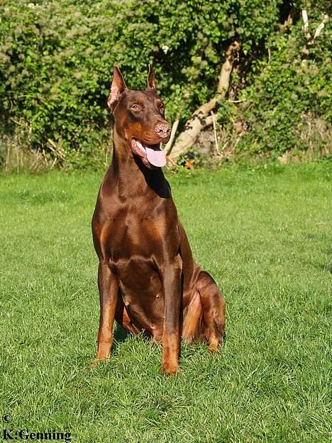 Dobermann Magic v Dunav Stam R.I.P. billede 3