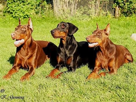 Dobermann Magic v Dunav Stam R.I.P. billede 4