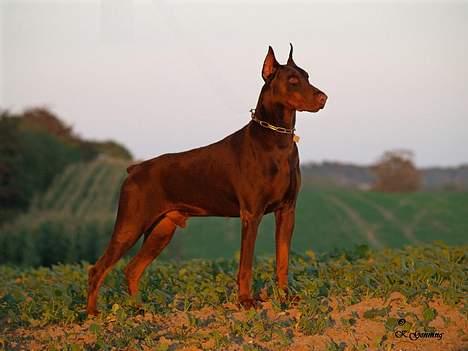 Dobermann Magic v Dunav Stam R.I.P. billede 7