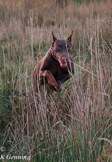 Dobermann Magic v Dunav Stam R.I.P. billede 9
