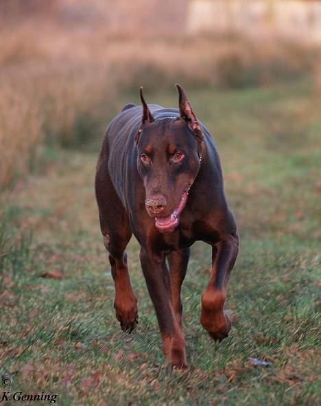 Dobermann Magic v Dunav Stam R.I.P. billede 10
