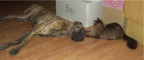 Grand danois CLEO II billede 10