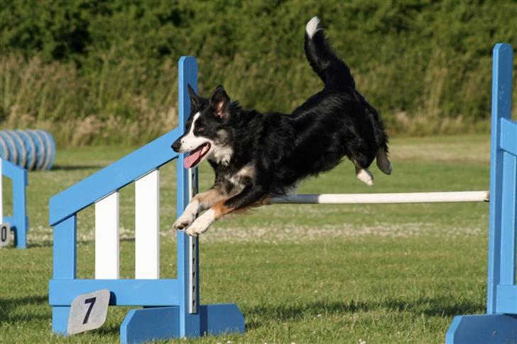 Border collie Maddie, stambogsnavn Emma (RIP 2020) - Maddie flyvende billede 1
