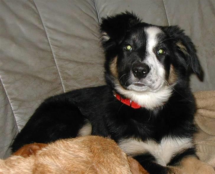 Border collie Maddie, stambogsnavn Emma (RIP 2020) - Maddie 5 mdr billede 29