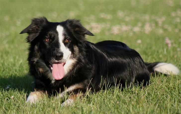 Border collie Maddie, stambogsnavn Emma (RIP 2020) - Maddie 2 år billede 3