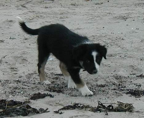 Border collie Maddie, stambogsnavn Emma (RIP 2020) - En tur ved stranden er dejligt billede 25