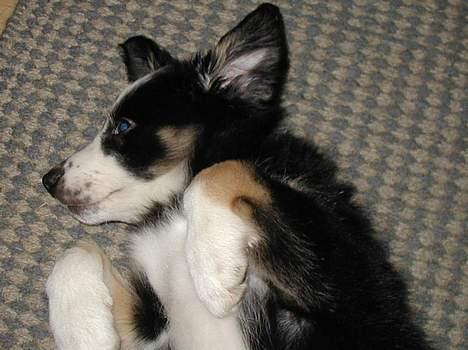Border collie Maddie, stambogsnavn Emma (RIP 2020) - man kan også blive træt billede 24
