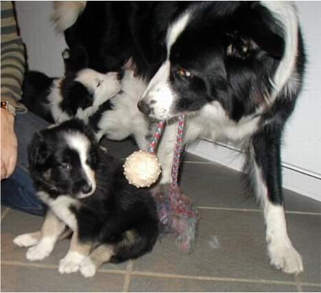 Border collie Maddie, stambogsnavn Emma (RIP 2020) - her er jeg sammen med min mor billede 26
