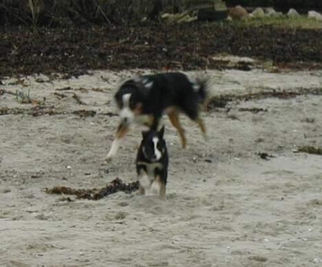 Border collie Maddie, stambogsnavn Emma (RIP 2020) - fuld fart på billede 28