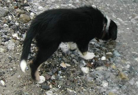 Border collie Maddie, stambogsnavn Emma (RIP 2020) - pøj det er ikke til at drikke billede 27