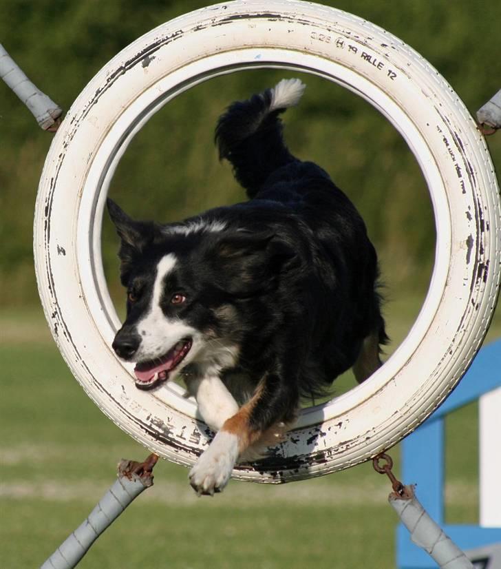 Border collie Maddie, stambogsnavn Emma (RIP 2020) - maddie gennem hjul billede 4