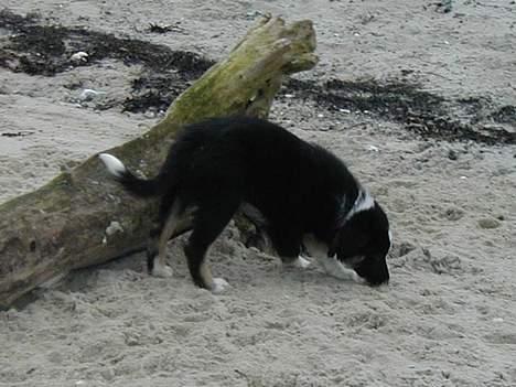 Border collie Maddie, stambogsnavn Emma (RIP 2020) - ved stranden  billede 30