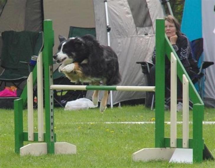Border collie Maddie, stambogsnavn Emma (RIP 2020) - Maddie billede 9