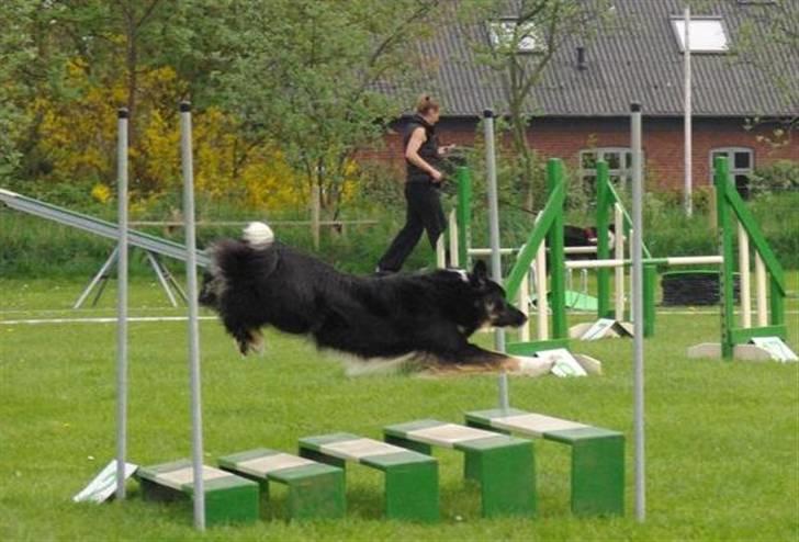 Border collie Maddie, stambogsnavn Emma (RIP 2020) - Maddie billede 13