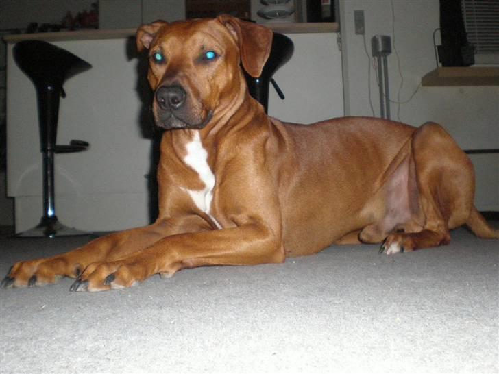 Blanding af racer cæsar. dobbermann/amstaff billede 1