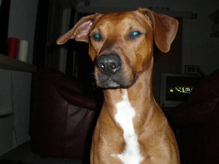 Blanding af racer cæsar. dobbermann/amstaff billede 2