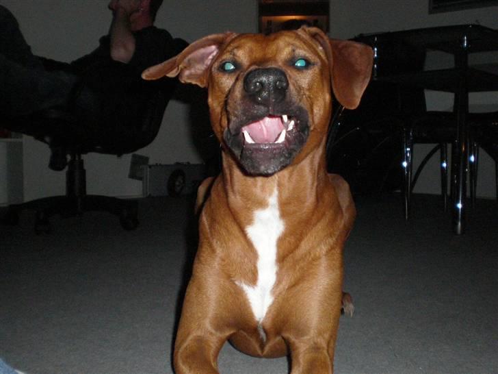 Blanding af racer cæsar. dobbermann/amstaff billede 3