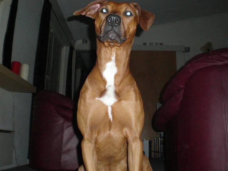 Blanding af racer cæsar. dobbermann/amstaff billede 4