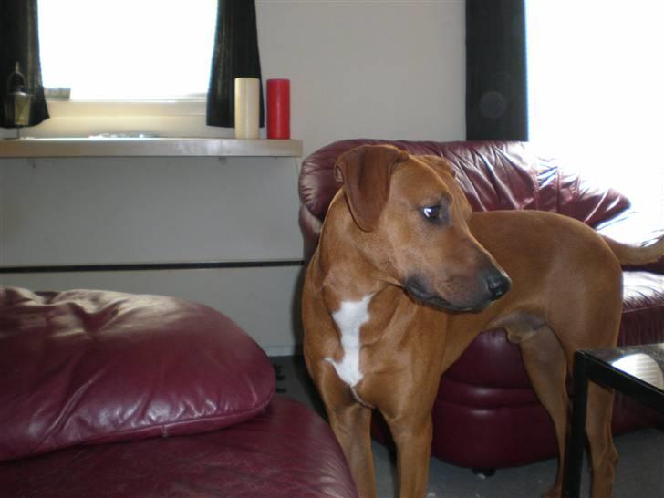 Blanding af racer cæsar. dobbermann/amstaff billede 6