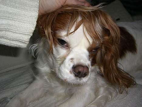 Cavalier king charles spaniel Misser - Frk. Hentehår billede 12