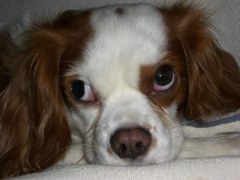 Cavalier king charles spaniel Misser - Ligger lige og tænker lidt........ billede 13