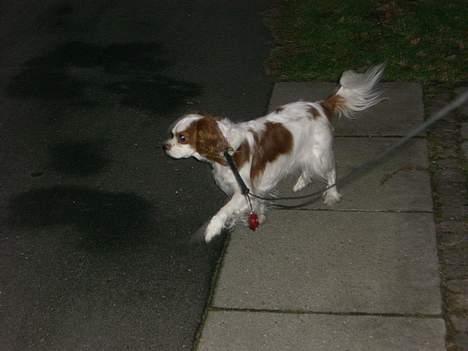 Cavalier king charles spaniel Misser - Ude og læse avisen ( = gå tur) billede 14