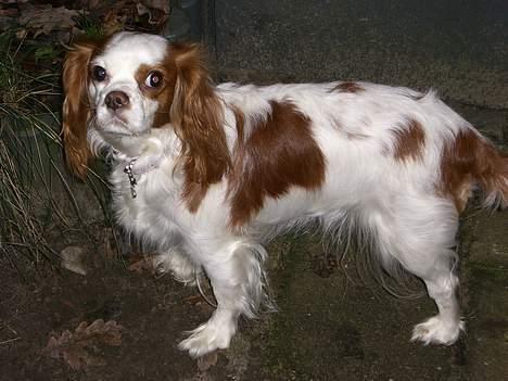 Cavalier king charles spaniel Misser - Poserer lige for kameraet... billede 15