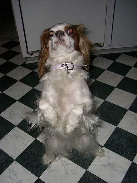 Cavalier king charles spaniel Misser - Hænderne op!!! billede 16