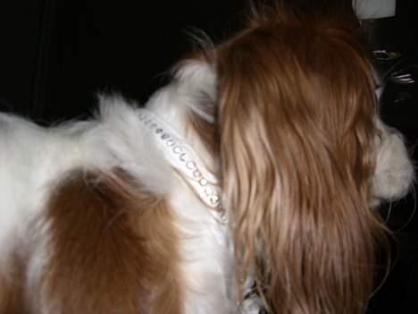 Cavalier king charles spaniel Misser - Se lige mit nye bling-bling! billede 17