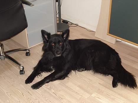 Blanding af racer Samson - Det er så den dejlige bamse ! billede 1