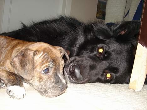 Blanding af racer Samson - Ligger og hygger med ´lillebror´ Biggie billede 3