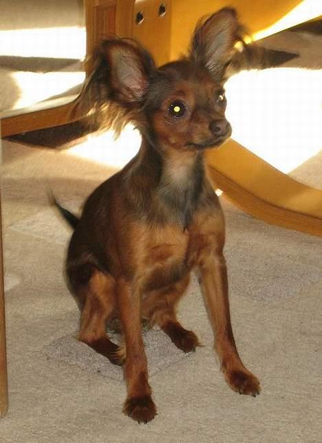 Russisk toy terrier Carskoe Zolotce Mazasis   - Efterår 06 billede 17