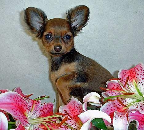 Russisk toy terrier Carskoe Zolotce Mazasis   - Zolo da hun lige var ankommet til DK billede 18