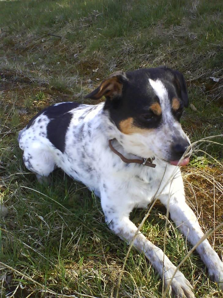 Dansk svensk gaardhund Lucky - Rækker tunge af dig haha! billede 5